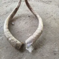 شاخ گوسفند 6جفت