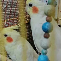 عروس هلندی