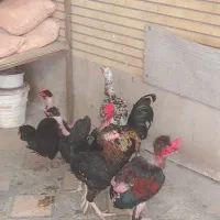 مرغ و خروس کچل