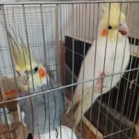 دوجفت عروس هلندی