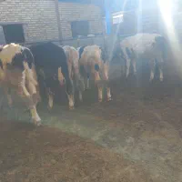 گوساله نر سیمینتال پای پروار