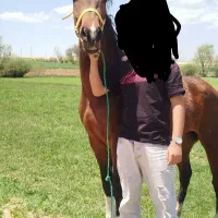 اسب مادیان