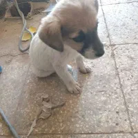 سگ پاکوتاه