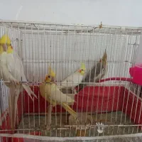 عروس هلندی