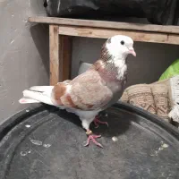 کبوتر پرشی