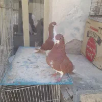 دوجفت شهر ی
