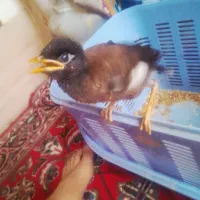جوجه