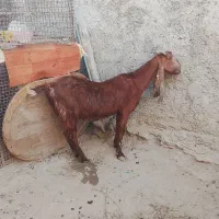 بزشیری