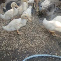 جوجه اردک