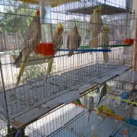پرنده سرای زینتی سهند