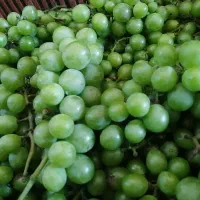 غوره تازه چیده شده و تمیز