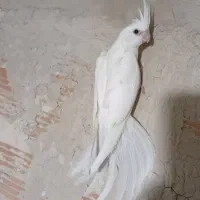 عروس هلندی جوجه 2ماهه آلبینو ایزابلا،لوتینودوکت
