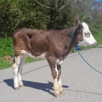 گوساله ماده سیمینتال آمپولی اصلی لیشه گاو