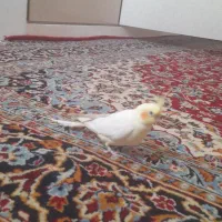 عروس هلندلی