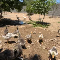 فروش تعداد غاز  با جوجه ی چهل روزه