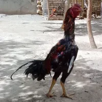 خروس