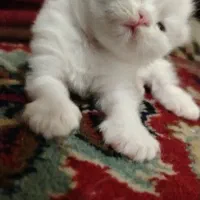 برفی|گربه|مشهد, نظام دوست|دیوار
