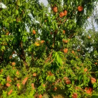 زمین کشاورزی و ویلایی