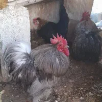 مرغ و..