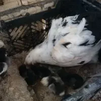 مرغ کرچ با جوجه