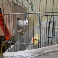 یک جفت عروس هلندی سرحال و یک جفت فنج با دو قفس