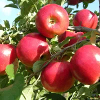 کارشناس و مشاور باغداری و کشاورزی