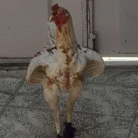 لاری نصل