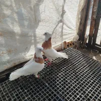 طوقی|پرنده|کلاله, |دیوار