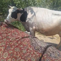 گاو هلشتاین ماده بدون گوساله