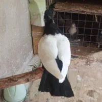 کبوتر سرته
