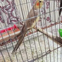 جفت عروس هلندی