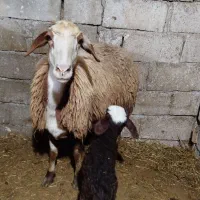 گوسفندبابره