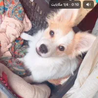 سگ اشپیز پامر نر