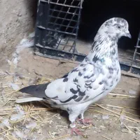 کبوتر