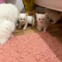 گربه پرشین کلاسیک