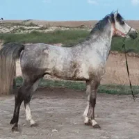 اسب عرب