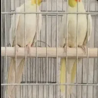 عروس لوتینو مولد
