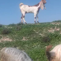 تیشتر افقانی