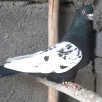 سینه سیاه