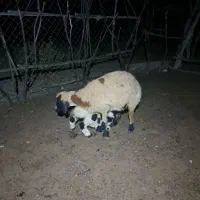 میش زاییده منوجان