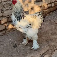۴ عدد خروس برهما