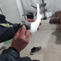 کفتر کله سرکه ای