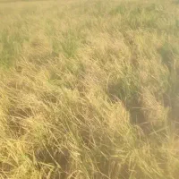 شالی فجر