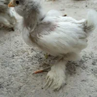 شارژ مجدد جوجه مرندی تعداد محدود