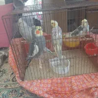 فروش چندعدد عروس هلندی