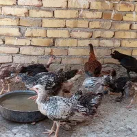 جوجه محلی
