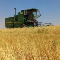کاه گندم دیم ( باک کمبایین کاه کوب)