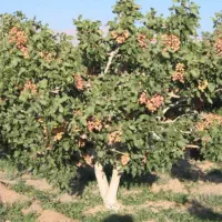 خریدار پسته روی درخت