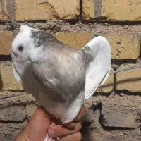 جوجه طوقی