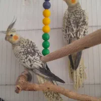 عروس هلندی نروماده